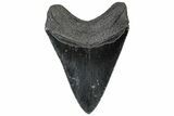 Serrated, Fossil Megalodon Tooth - South Carolina #310404-1